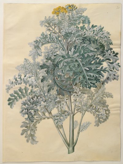 ثنائي اللون سينوسيو بواسطة يوهانس سيمون هولتزبيكر